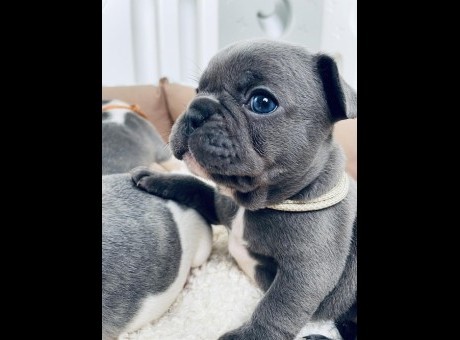 1  francuski buldog  n1025.jpg